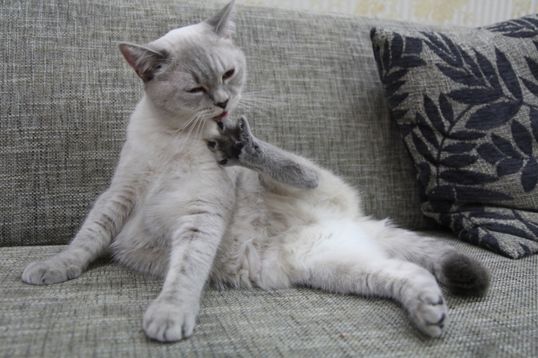 Кошатина....