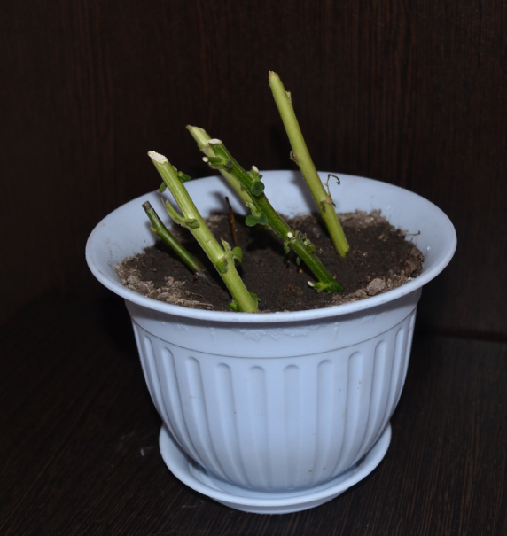 Мои цветочки и вопросы к ним)