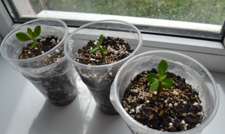 Моим адешкам почти 4 недели)))