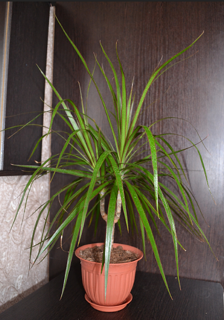 Мои цветочки и вопросы к ним)