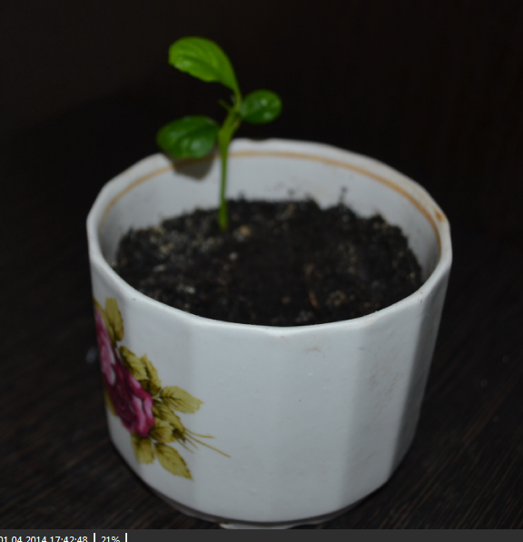 Мои цветочки и вопросы к ним)