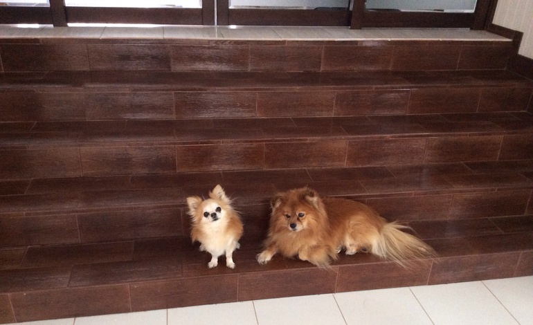 Рыжие и вечно голодные