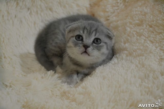 Шотландские котята