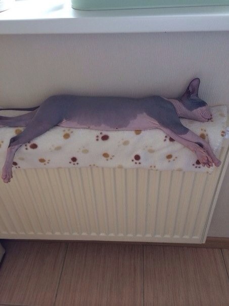 Наш голыш Идальго