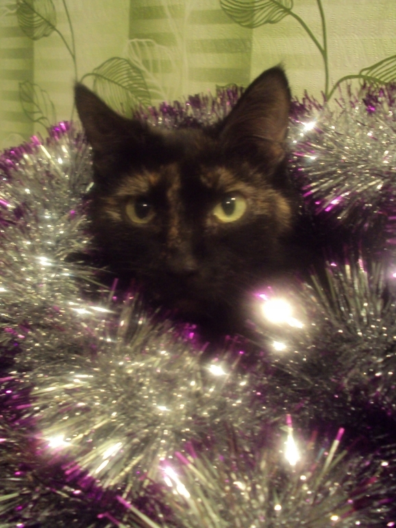 Новогодние котэ