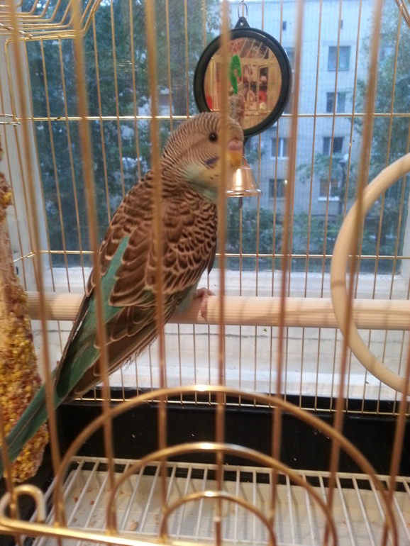 Появился сегодня у нас новый житель))