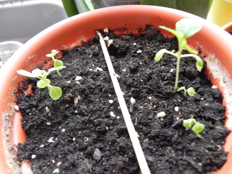 Мои новиночки