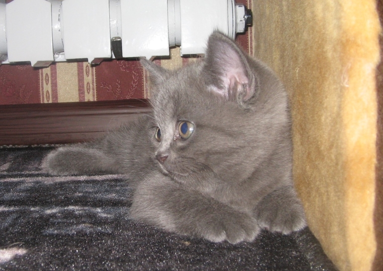 Подарите мне верёвку!