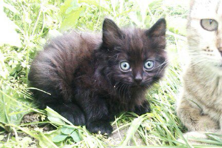 Про кошек и кота ))