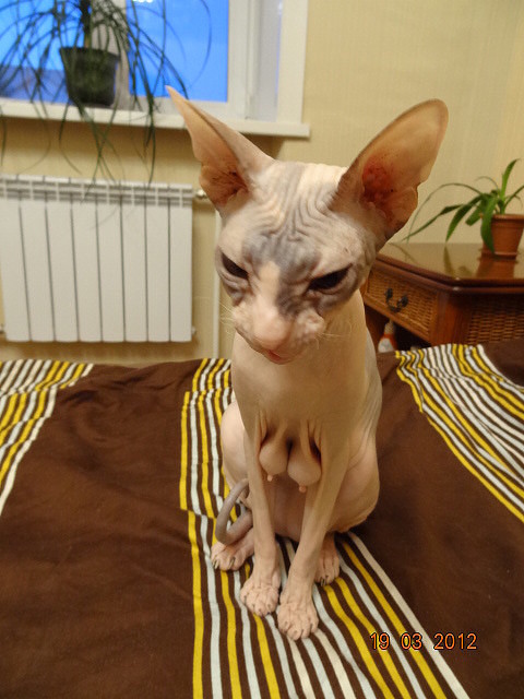 Ну хоть не рожай! Грудь форму потеряла...