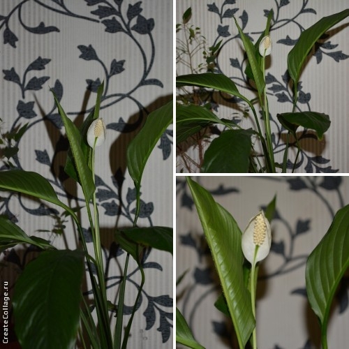 Я дождалась)))