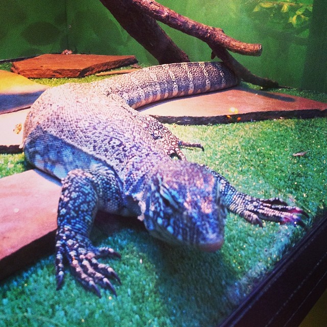 Саратов!!! К нам приехали ЭкзоЖивотные!!!