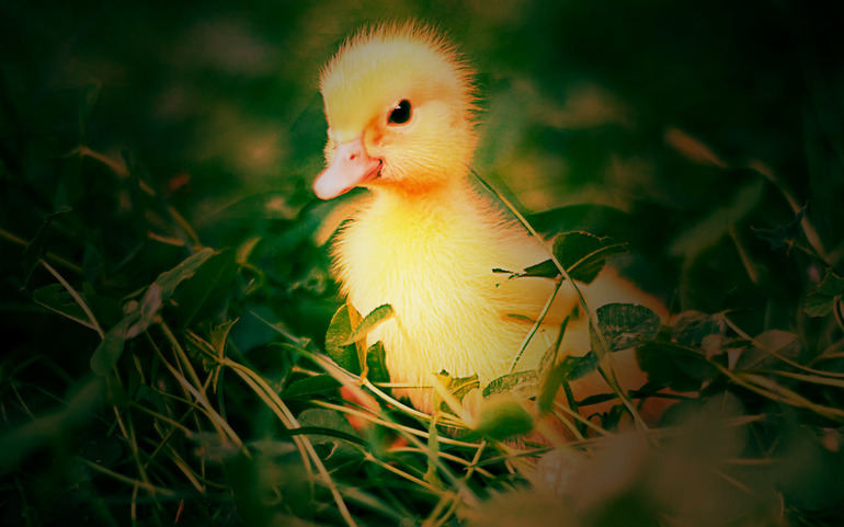 КЗ № 30. Создаем ЛОМО снимок