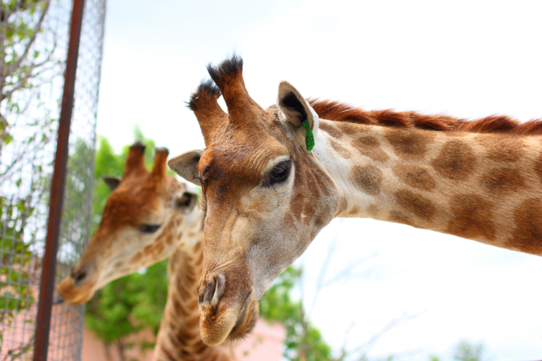 Первый раз в парке львов "Тайган"!!!!!