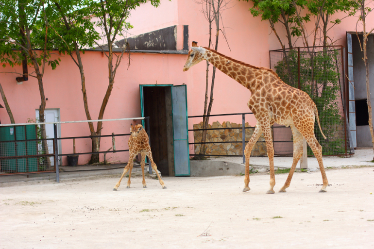 Первый раз в парке львов "Тайган"!!!!!