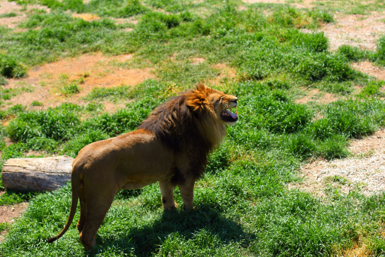 Первый раз в парке львов "Тайган"!!!!!