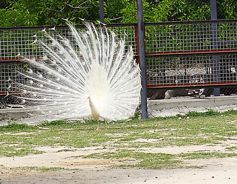 Первый раз в парке львов "Тайган"!!!!!