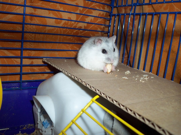 Плюша.Просто фото.