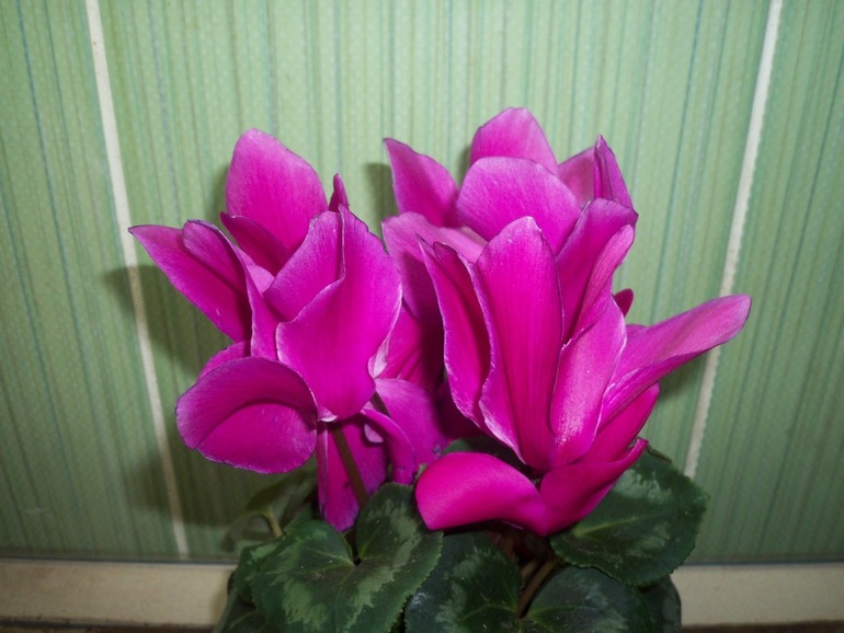 Название цветка.