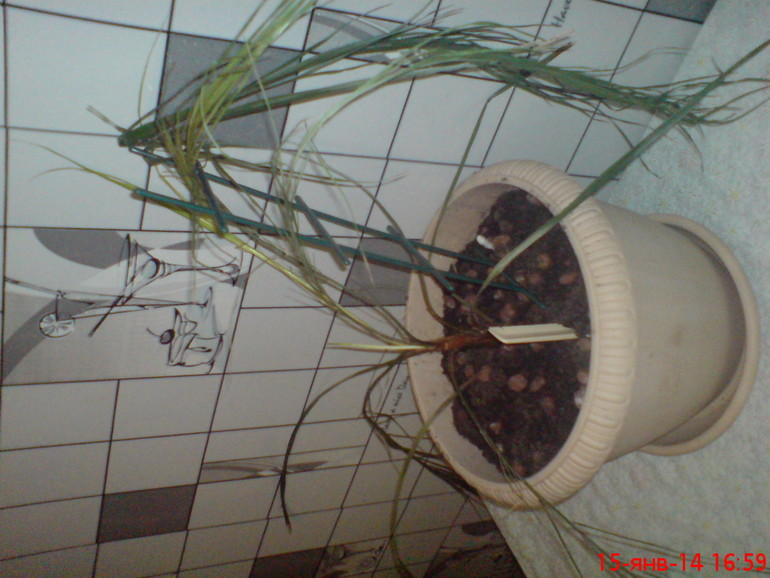 Спасение пальмы!!!!