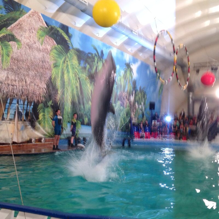 Дельфинарий на ВВЦ