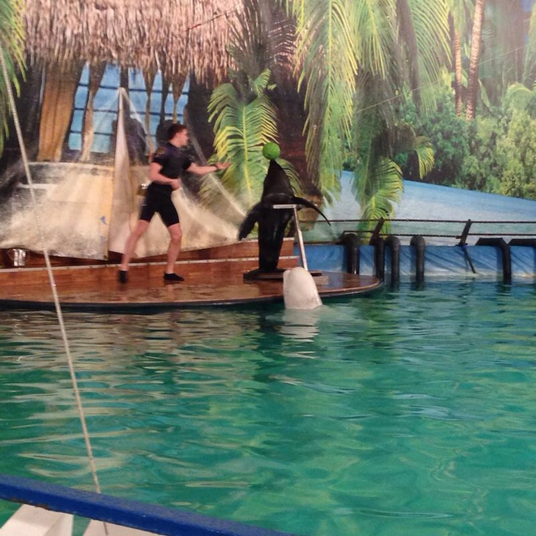 Дельфинарий на ВВЦ