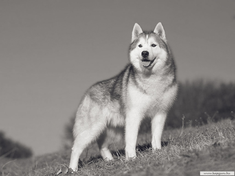 Контрольное задание № 19. "Делаем черно-белое фото в Photoshop"