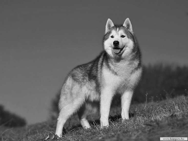 Контрольное задание № 19. "Делаем черно-белое фото в Photoshop"