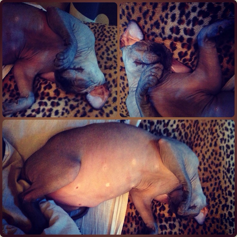 Немного слоника