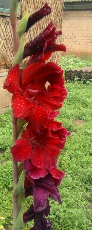 мои цветочки 2013г