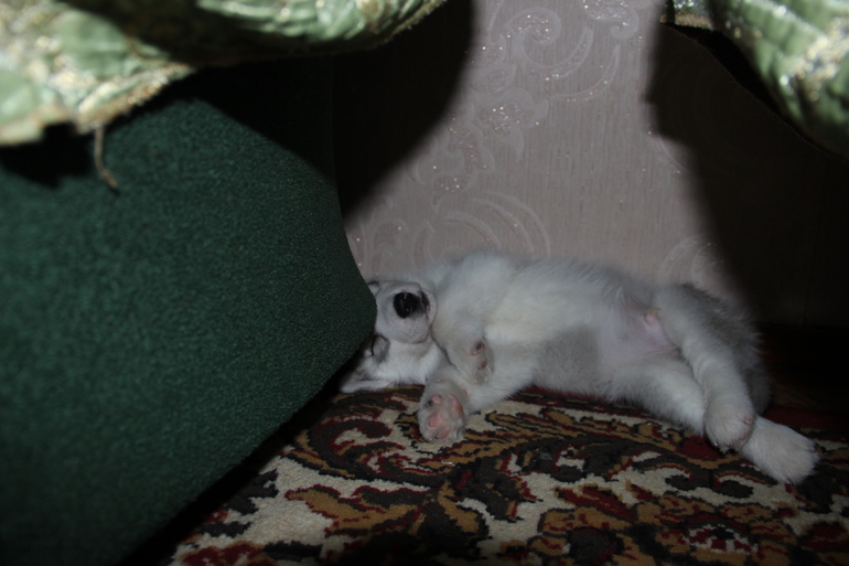 Мои мальчики)