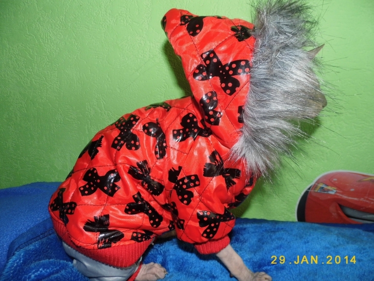 у нашей киски обновочки)))