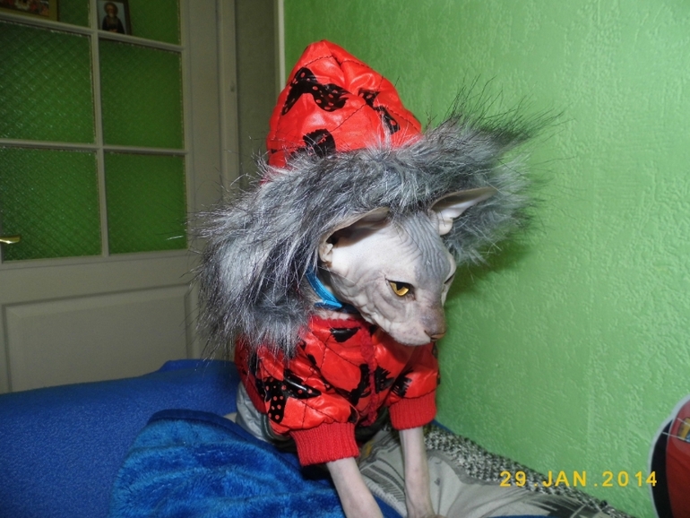 у нашей киски обновочки)))