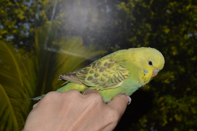 Птенчики выросли! :)