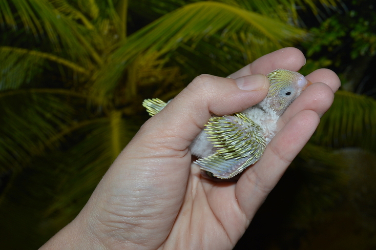 Птенчики подросли :)