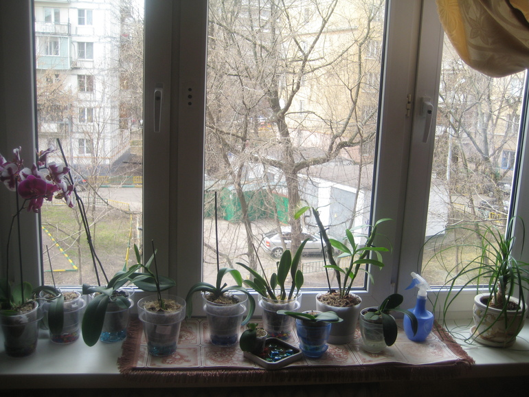 Мои Орхидейки