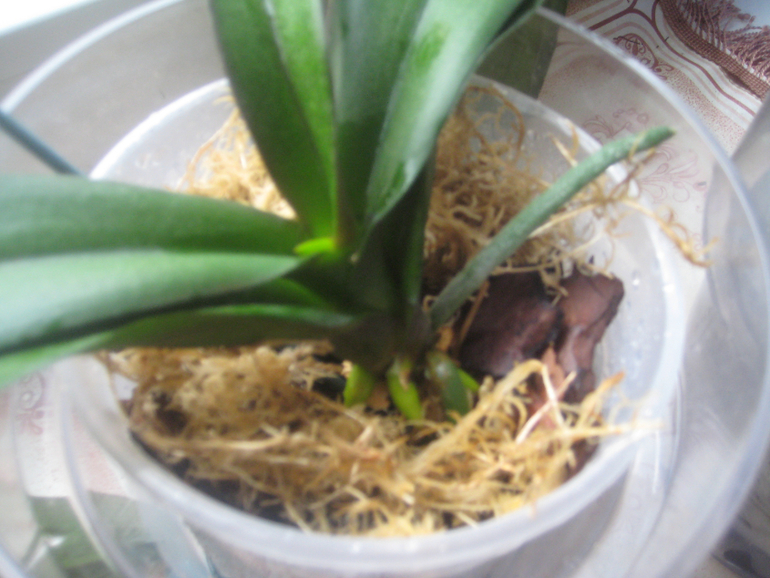 Мои Орхидейки