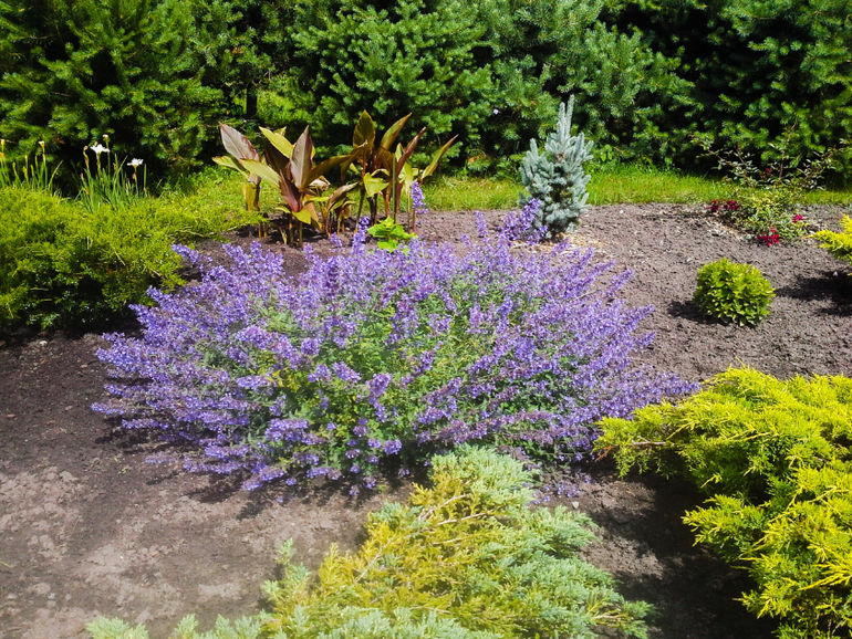 Мои розочки;-) и 32-я пошла:-)