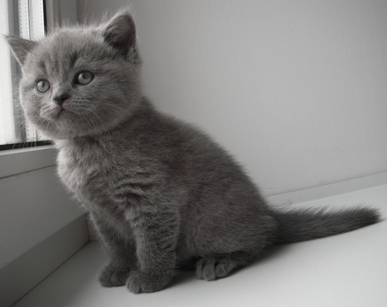 Плюшевое счастье!