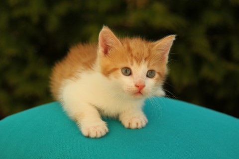 Рыжий малыш ищет семью