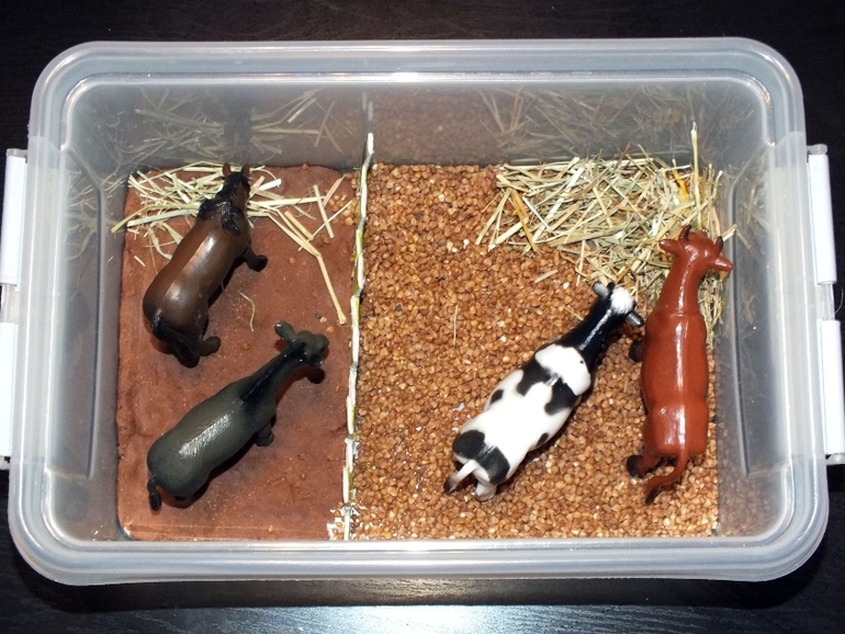 ТН Домашние животные.