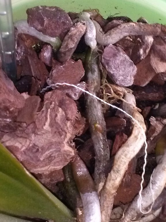 вопросы про фаленопсис