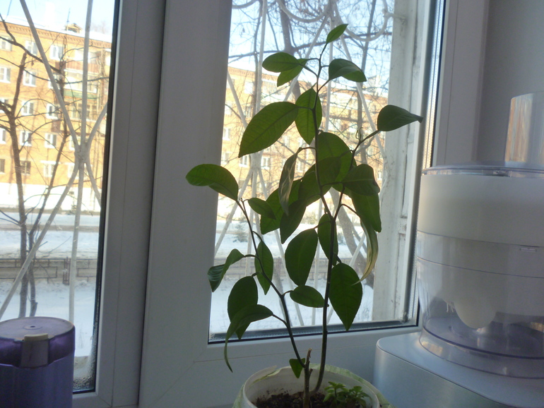 Фикус,Сансевиерия,Апельсин