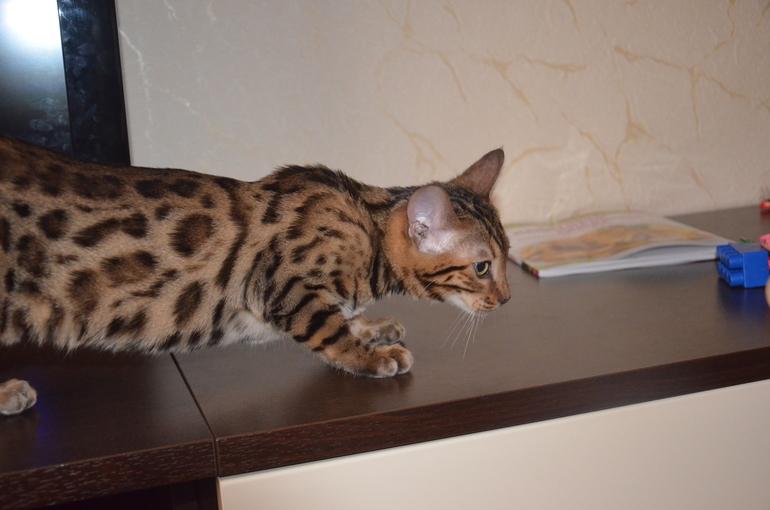 Мечты сбываются!