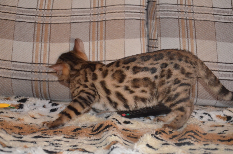 Мечты сбываются!