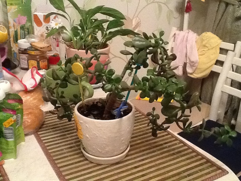 Подскажите с Денежным Деревом