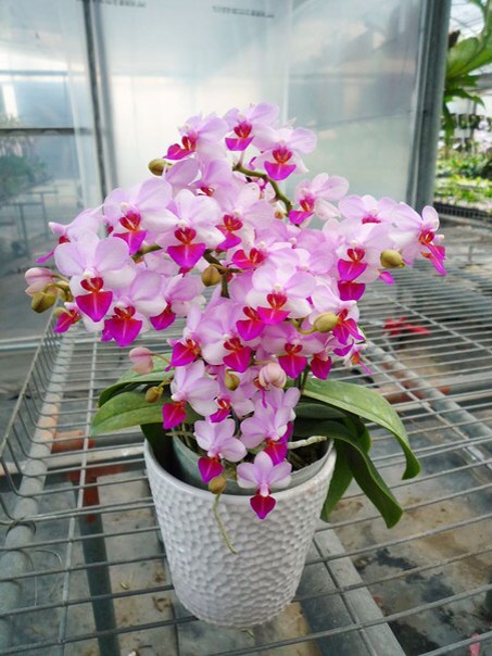 Девочки, какая вам нравится больше из этих?