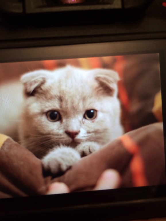 Наш новый любимец Бостон)