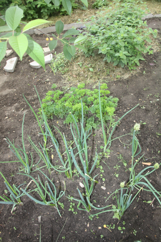 Сорняки вы мои, сорнячочки!