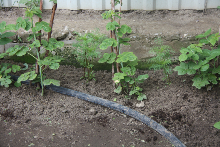 Сорняки вы мои, сорнячочки!